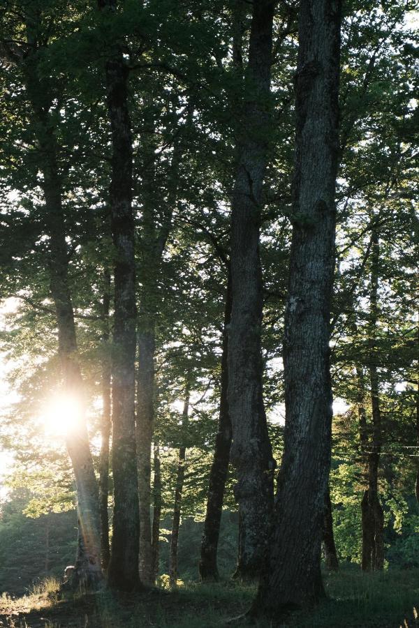 Lodge Avec Spa Privatif - Foret Et Lac Liginiac 外观 照片